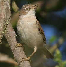 Attēlu rezultāti vaicājumam “Sylvia communis adult”