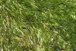 Attēlu rezultāti vaicājumam “Homomallium incurvatum sporophyte”