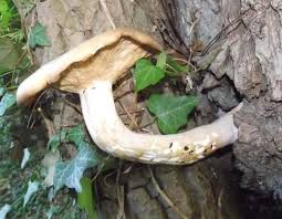 Attēlu rezultāti vaicājumam “Hypsizygus ulmarius”