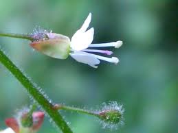 Attēlu rezultāti vaicājumam “Circaea lutetiana bud”