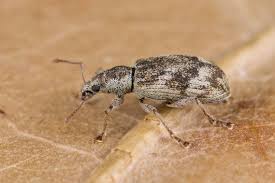 Attēlu rezultāti vaicājumam “Polydrusus tereticollis”