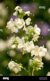 Image result for Polemonium coeruleum album