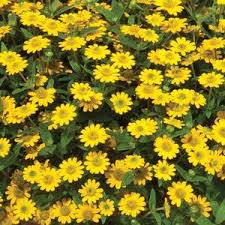 Image result for Sanvitalia procumbens