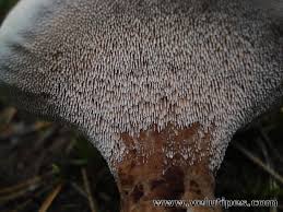 Attēlu rezultāti vaicājumam “Hydnellum ferrugineum”