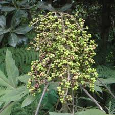 Attēlu rezultāti vaicājumam “Eriophorum angustifolium fruit”