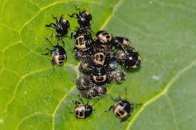 Attēlu rezultāti vaicājumam “Troilus luridus”