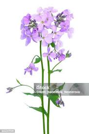 Attēlu rezultāti vaicājumam “Hesperis matronalis bud”