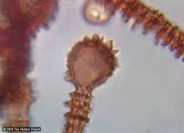 Attēlu rezultāti vaicājumam “Arcyria major macro”