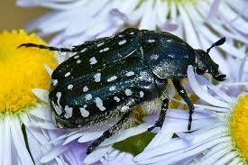 Attēlu rezultāti vaicājumam “Oxythyrea funesta”