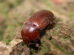 Attēlu rezultāti vaicājumam “Cychramus luteus”