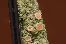 Attēlu rezultāti vaicājumam “Fellhanera subtilis”