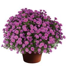 Image result for Aster novi-belgii