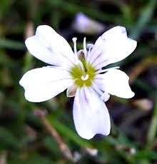 Attēlu rezultāti vaicājumam “Gypsophila muralis”