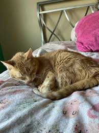 Image result for Warrior Orienteering Club