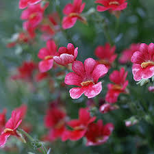 Image result for Elfenspiegel