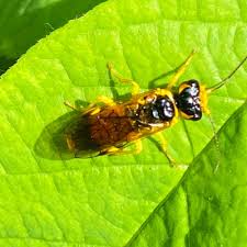 Attēlu rezultāti vaicājumam “Pamphiliidae”