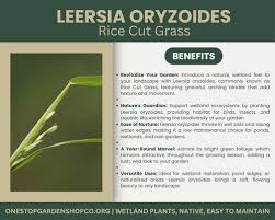 Attēlu rezultāti vaicājumam “Leersia oryzoides”