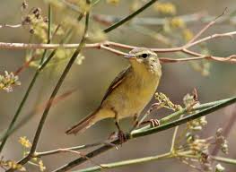 Attēlu rezultāti vaicājumam “Phylloscopus trochilus nest”