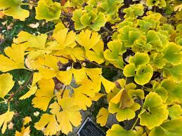 Attēlu rezultāti vaicājumam “Ginkgo biloba male flower”