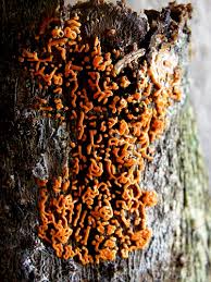 Attēlu rezultāti vaicājumam “Hemitrichia serpula”