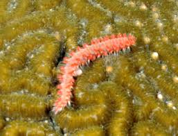 Attēlu rezultāti vaicājumam “Amaurochaete sp.”