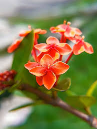 Attēlu rezultāti vaicājumam “Rubiaceae”