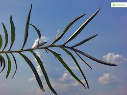 Attēlu rezultāti vaicājumam “Centaurea scabiosa leaf”