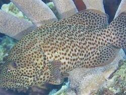 Image result for Cephalopholis cruentata