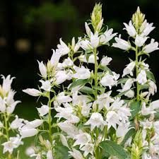 Image result for Campanula lingulata