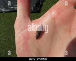 Attēlu rezultāti vaicājumam “Silpha obscura larva”