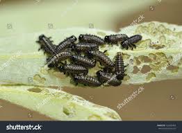 Attēlu rezultāti vaicājumam “Chrysomela vigintipunctata”