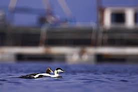 Attēlu rezultāti vaicājumam “Somateria mollissima juvenile”