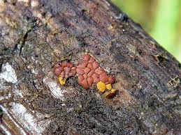 Attēlu rezultāti vaicājumam “Perichaena depressa”