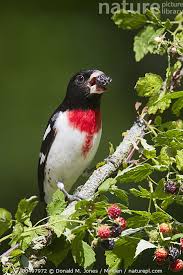 Image result for Pheucticus ludovicianus