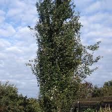 Attēlu rezultāti vaicājumam “Populus x jackii”