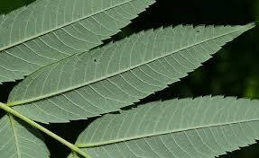 Attēlu rezultāti vaicājumam “Rhus typhina leaf”