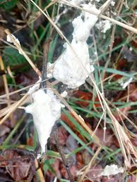 Attēlu rezultāti vaicājumam “Didymium spongiosum var. dictyospora”