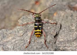 Attēlu rezultāti vaicājumam “Plagionotus detritus imago”