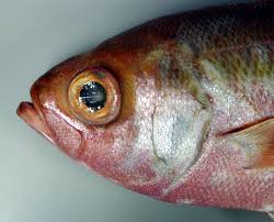 Attēlu rezultāti vaicājumam “Physarum rubiginosum”