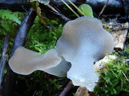 Attēlu rezultāti vaicājumam “Pseudohydnum gelatinosum”