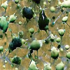 Attēlu rezultāti vaicājumam “Colloderma sp.”