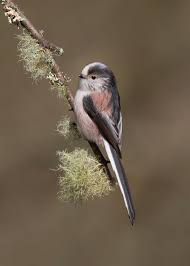 Attēlu rezultāti vaicājumam “Aegithalos caudatus adult”