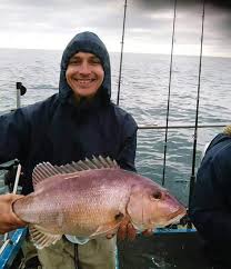 Image result for Petrus rupestris