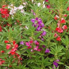 Image result for Impatiens balsamina