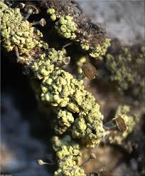 Attēlu rezultāti vaicājumam “Chaenotheca chrysocephala”