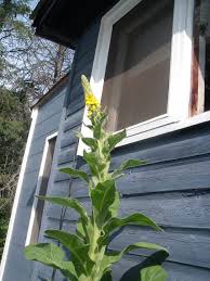 Attēlu rezultāti vaicājumam “Verbascum thapsus leaf”