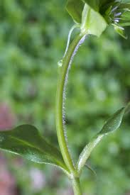 Attēlu rezultāti vaicājumam “Stellaria longifolia leaf”