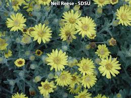 Attēlu rezultāti vaicājumam “Asteraceae”