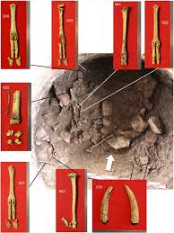 Attēlu rezultāti vaicājumam “Capra juvenile”