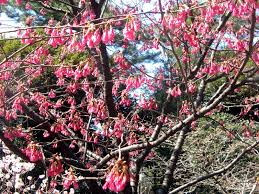Image result for 緋寒桜